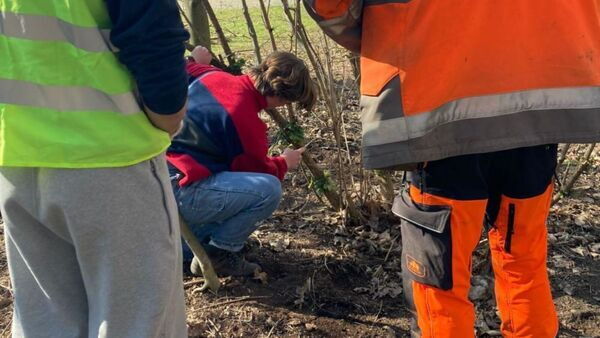 Xaverius boom planten 2