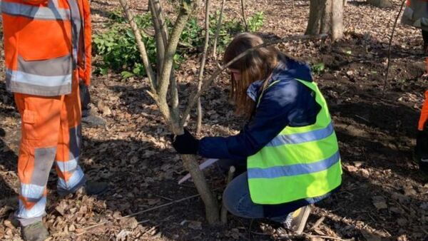 Xaverius boom planten