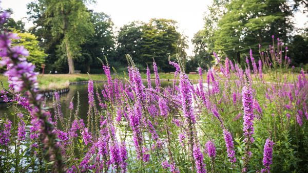 Gemeentepark Merksem