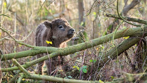 Hobokense Polder (Polderbos)