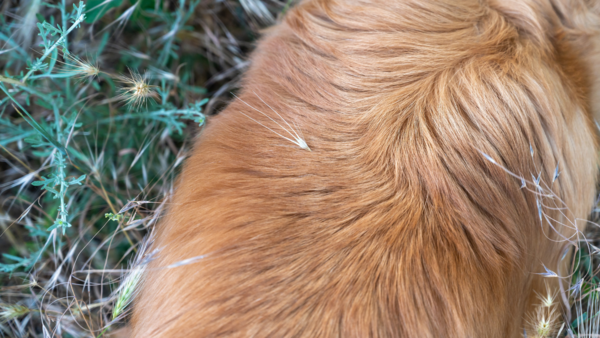 Hond in veld met grasaren